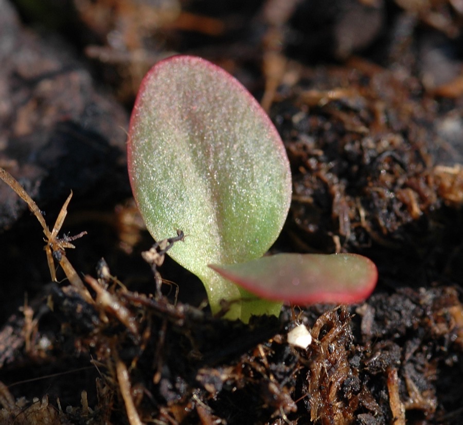 What does the plant look like when it starts in spring?