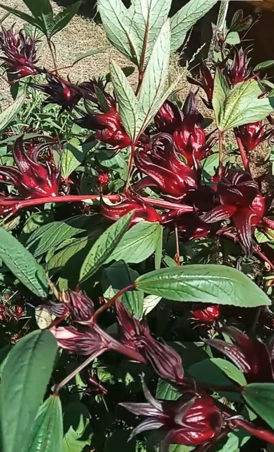 When is a cup ready to pick?