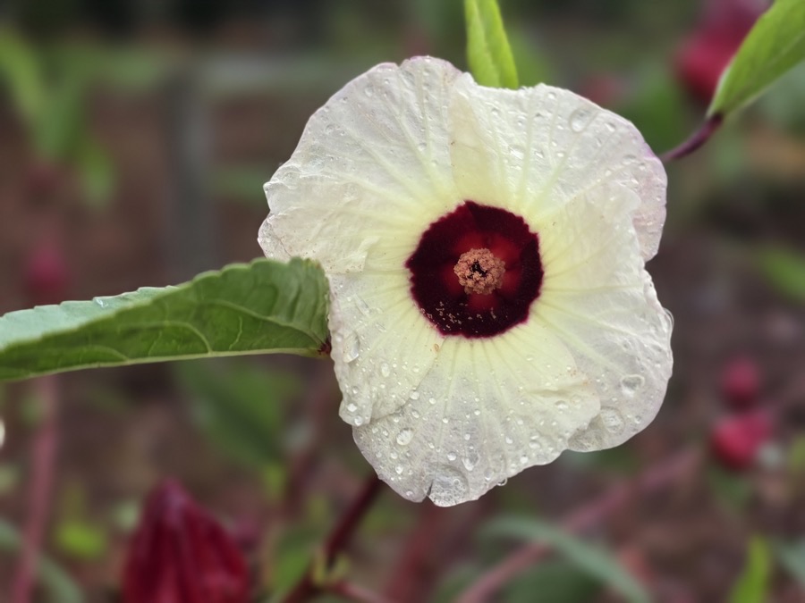 A roselle flower in Capioví, Misiones, Argentina, with pale cream petals, a deep maroon centre and red calyces on the plant behind it.