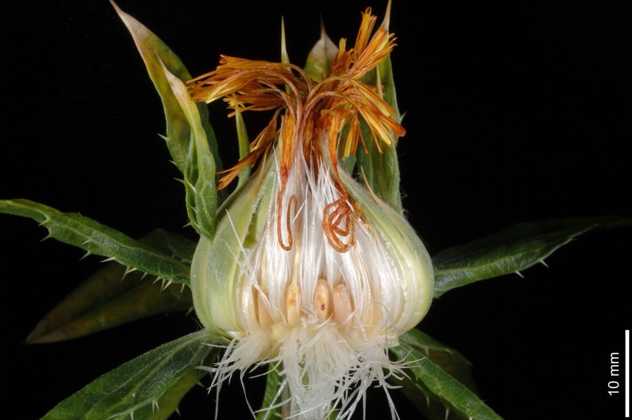 Where is the seed, if the flower is a head of many little flowers?