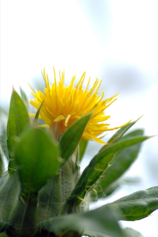 A single safflower head opening against a bright sky, its many narrow florets bright yellow and orange, rising from stiff green bracts, with stiff spiny-edged leaves clasping the stem below.