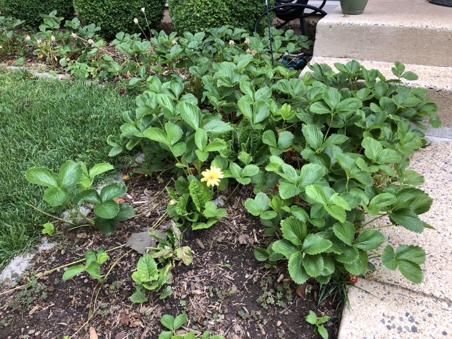 What are the long stems running out sideways from the plant?