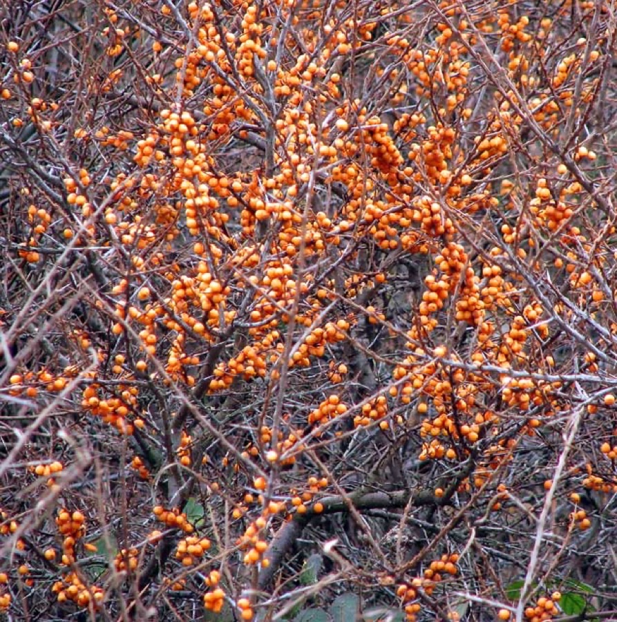 What does the crop look like on the branch?