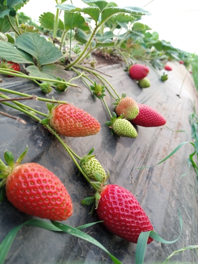 When is a strawberry ready to pick?
