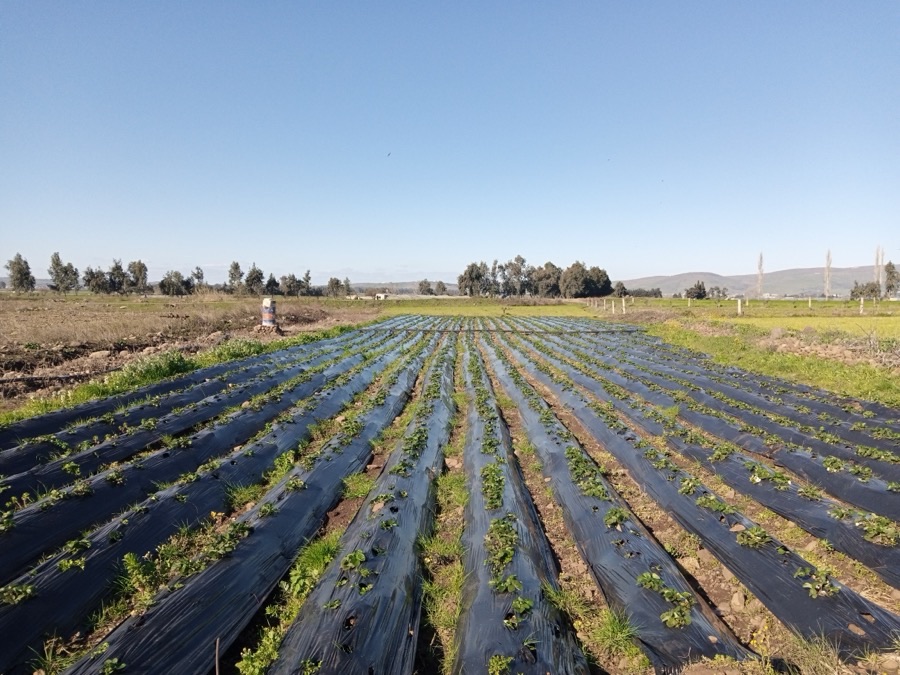 A strawberry field of long raised ridges covered in black plastic sheeting, with young green plants set through holes in two rows along each ridge, trees and hills in the distance.