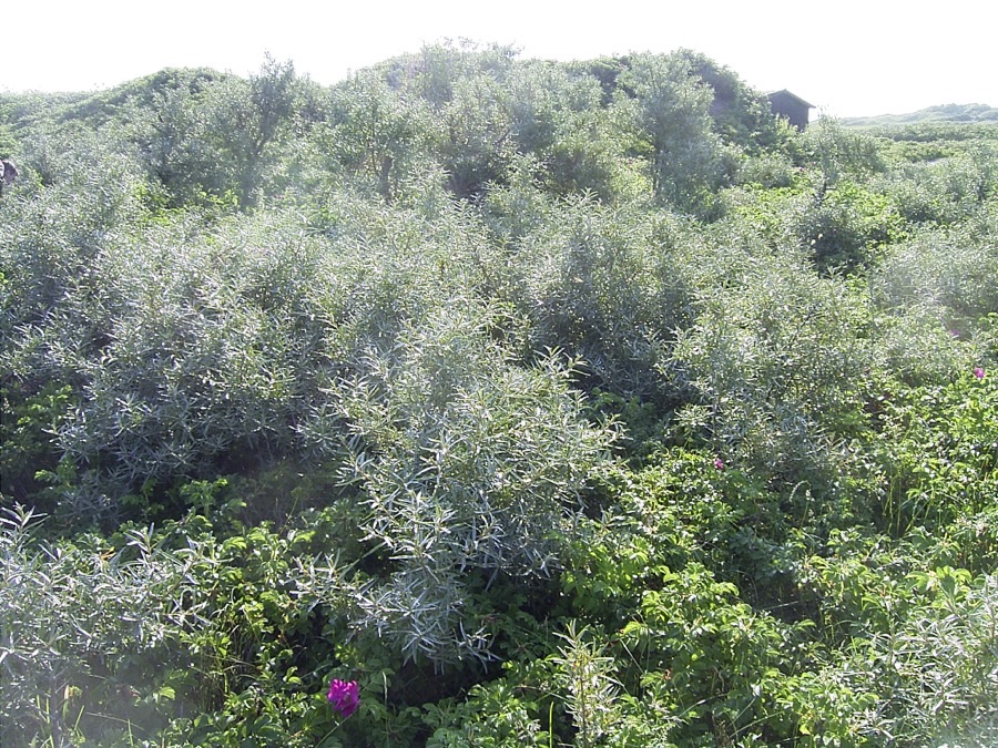 A dense silvery-grey thicket of sea buckthorn shrubs on sandy ground.