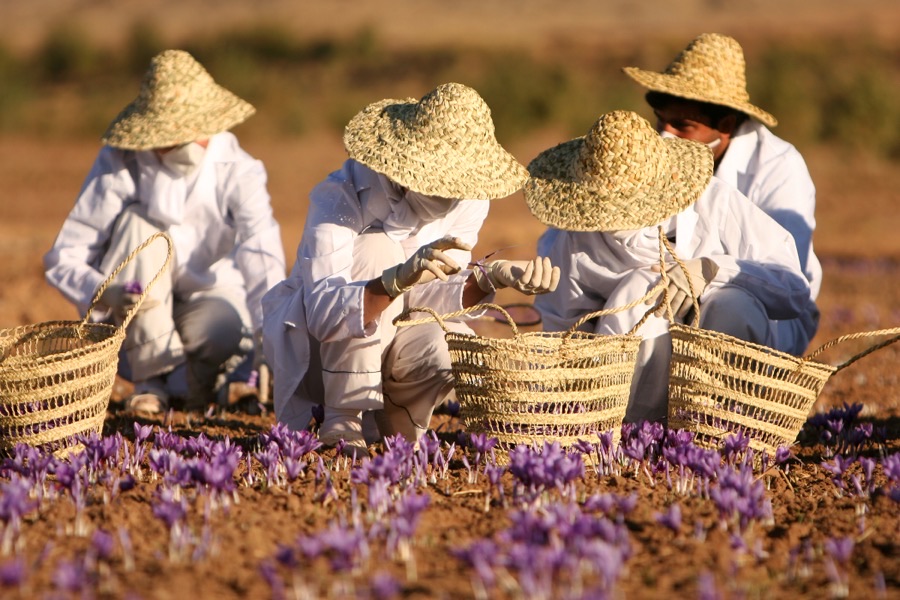 A saffron farm near Torbat Heydariyeh in Razavi Khorasan province, Iran, with low purple crocus flowers scattered across flat bare ground.