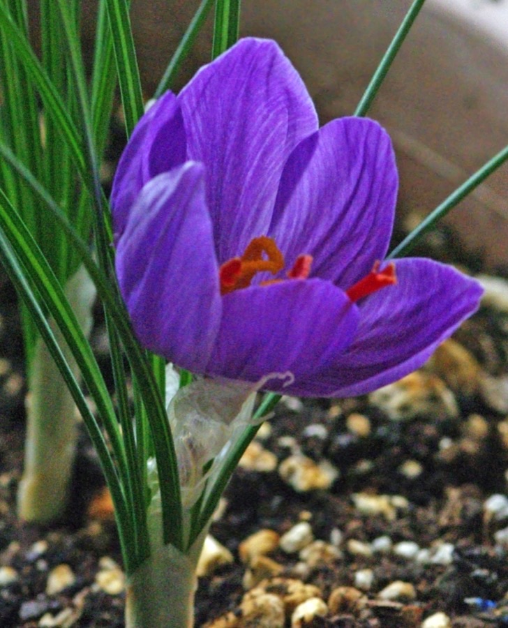 Which part of the flower is actually the crop?