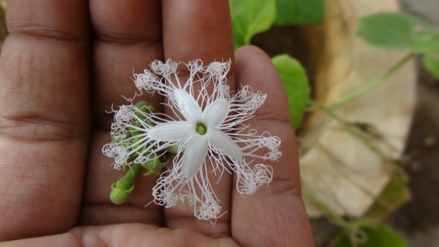 A white snake gourd flower held in a hand, its five petals fraying into long tangled threads.