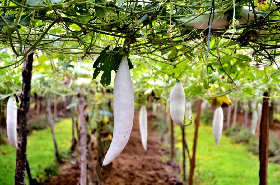 What does the crop look like growing?