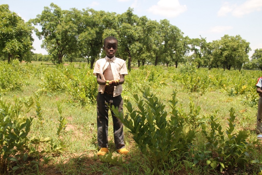 What does the fruit look like, and which part is the crop?