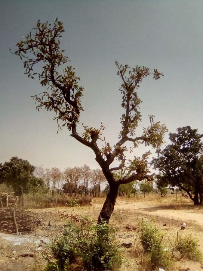 A mature shea tree with a thick dark deeply cracked trunk and a wide spreading crown of leathery leaves, standing alone in an open farmed field in northern Ghana.