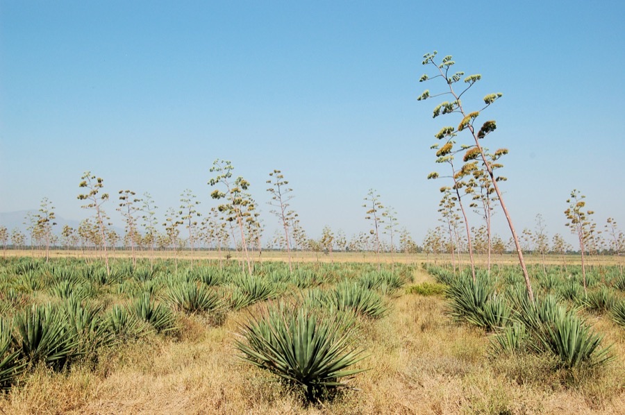 A sisal field in northern Tanzania, with rows of low grey-green rosettes of stiff sword-shaped leaves across dry grassy ground and a scattering of tall bare flower poles standing high above them against a clear sky.