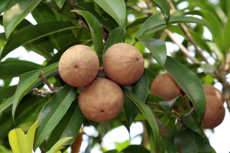 What does the fruit look like on a cropping tree?