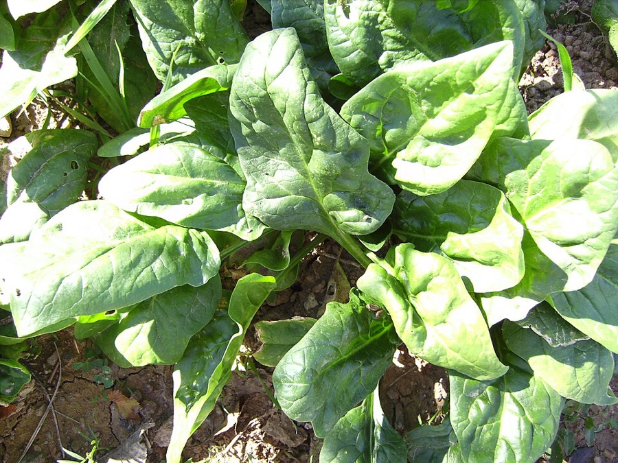 A spinach plant growing in a bed, its broad dark green slightly puckered leaves spreading low and outwards over bare soil, each leaf on its own stalk rising from a single point at ground level.