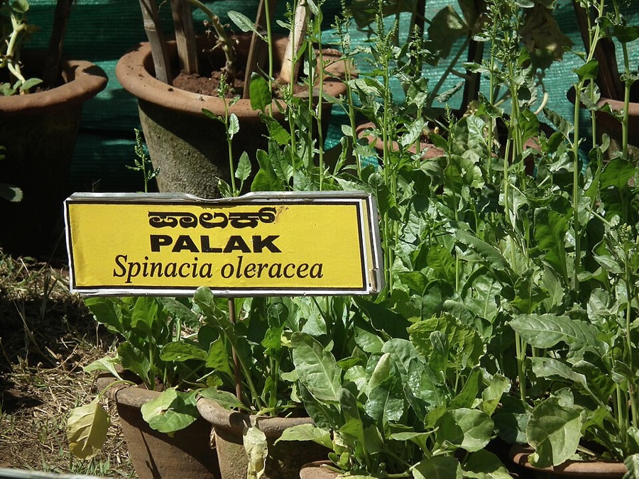 Why have tall stems shot up out of the middle of these plants, with the new leaves much smaller and narrower than the old ones?