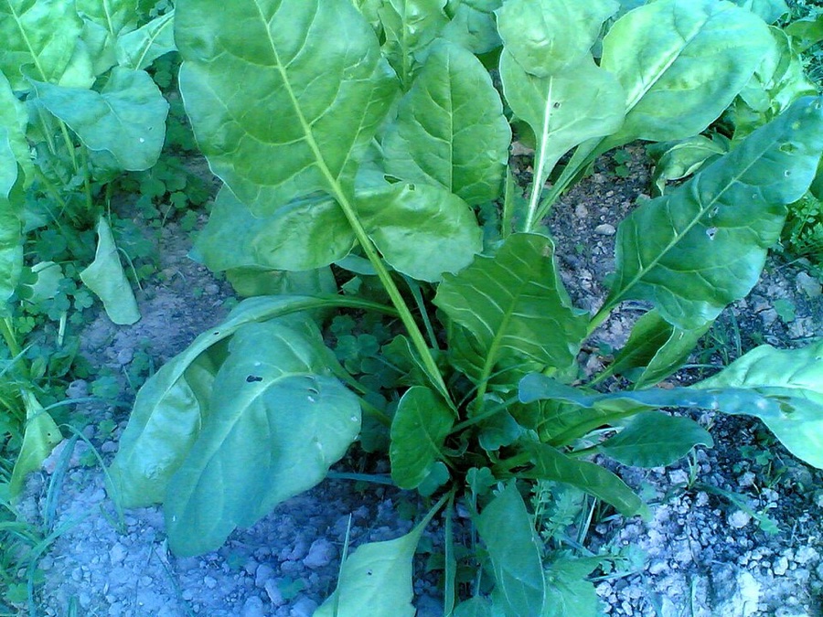Which leaves should I take if I want this plant to keep producing?
