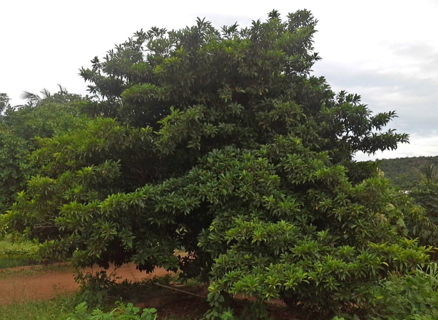 A dense evergreen sapota tree with dark glossy foliage growing at Kommadi, Visakhapatnam, India.