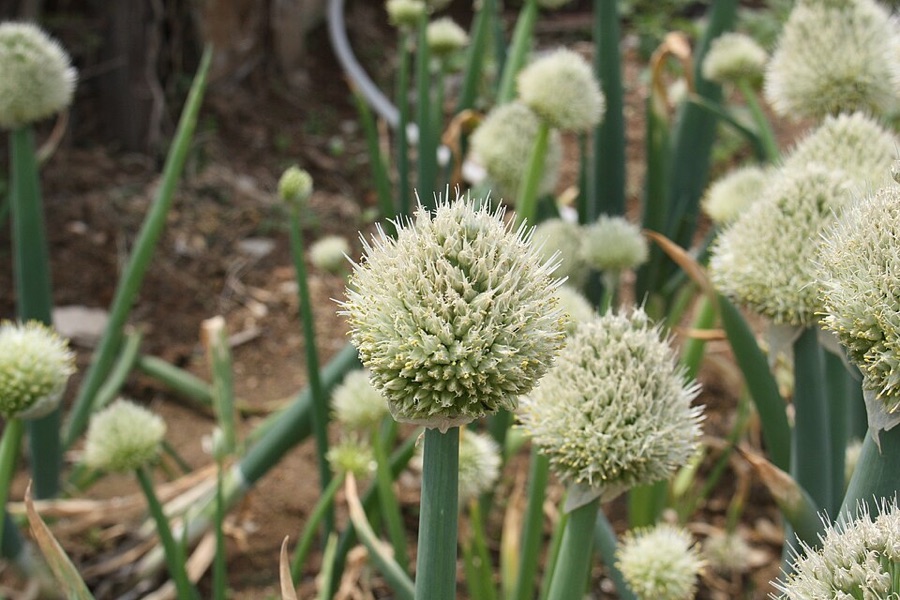 A round white ball has come up on a tall stalk. Is the plant still worth cutting?