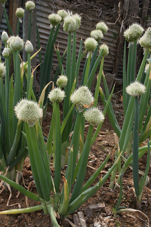 A clump of spring onions growing in bare soil, with several thick hollow green leaves rising together from one base, and round white flower heads on tall stalks above them, each stalk carrying a swelling below the head.