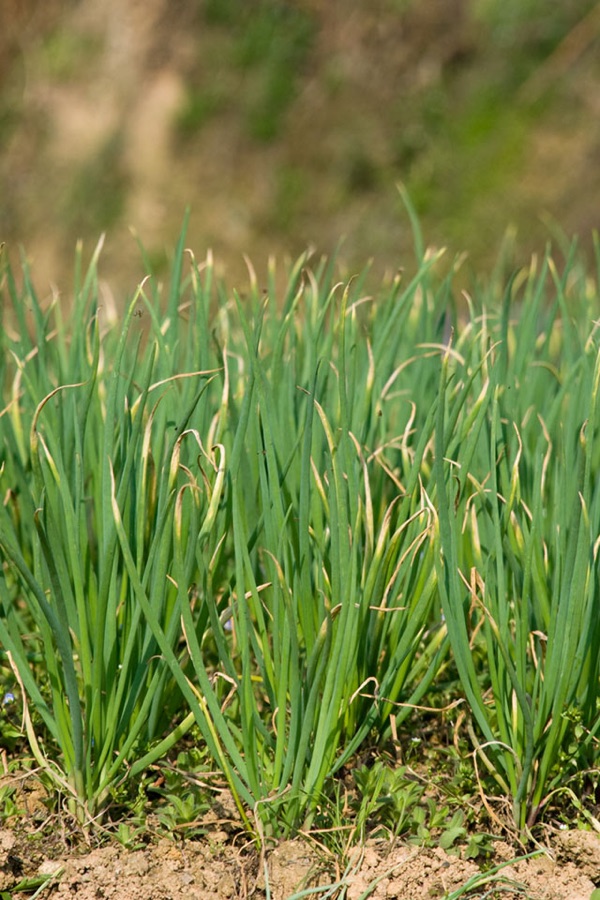 When is this crop ready, if it never makes anything underground to feel for?