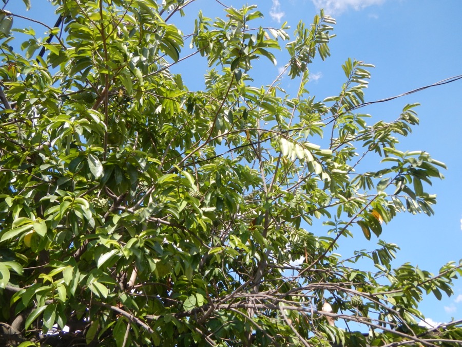 A soursop tree in Mabalacat, Pampanga, the Philippines, with glossy leaves and young green fruit among the branches against a blue sky.