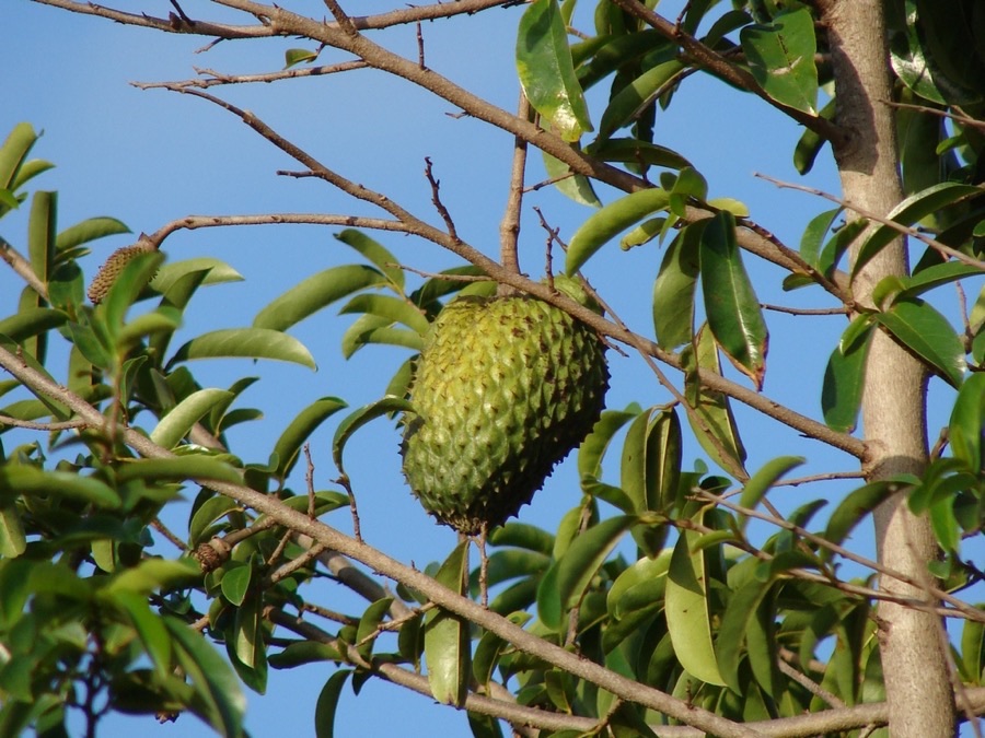 When is the fruit ready to pick?