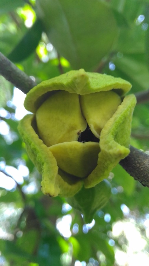 Why does this flower need a brush?