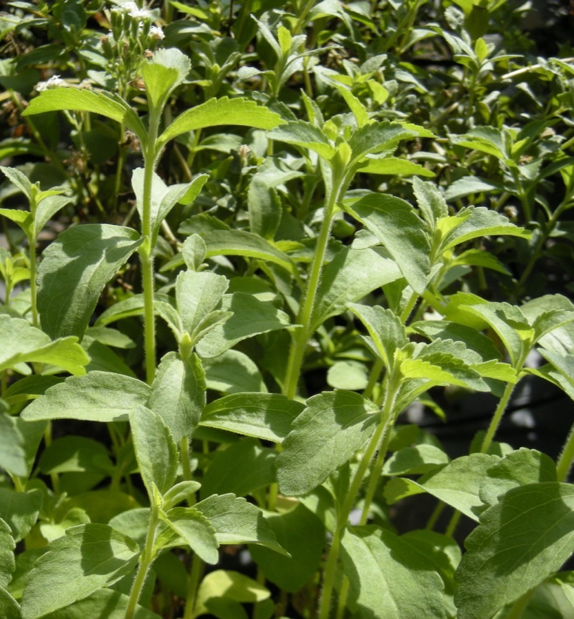 A dense stand of stevia plants with small toothed leaves in facing pairs on many upright stems.
