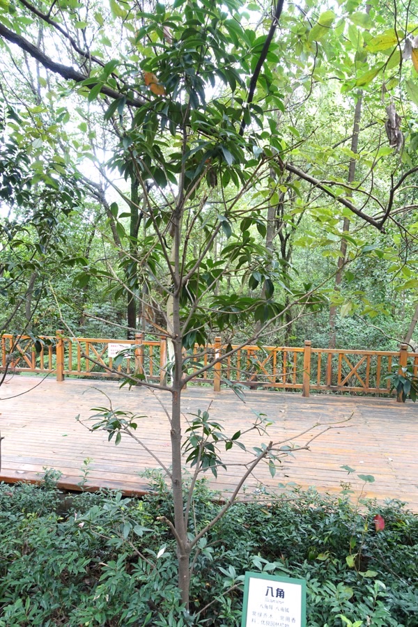 A young star anise tree with glossy evergreen leaves growing in a botanical garden.