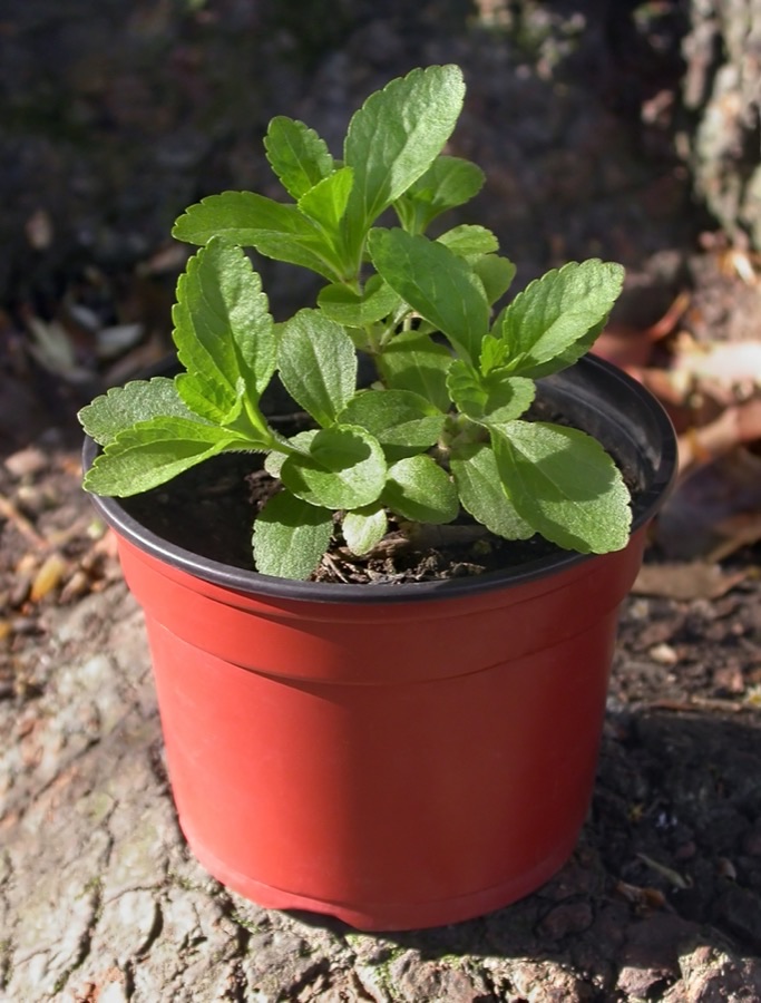 What does a young plant ready to go out look like?