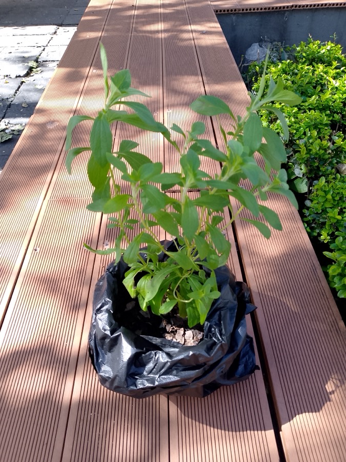 What does a badly grown cutting look like?