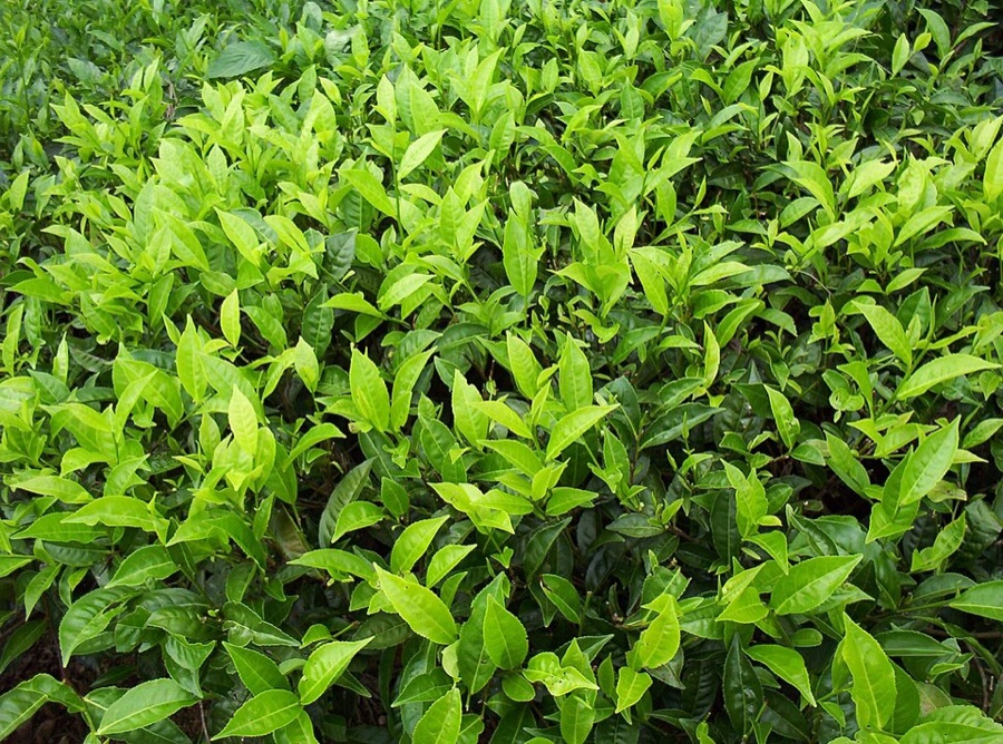 Looking down onto the top of a dense tea hedge, where many pale yellow-green new shoots each tipped with a small folded bud stand above a layer of darker, larger, leathery mature leaves beneath them.