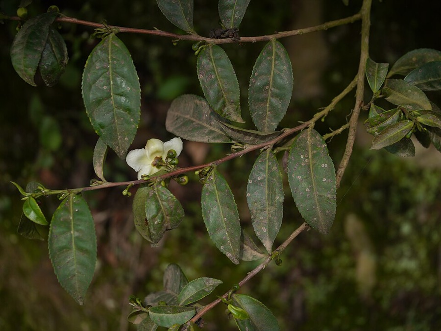 What is this shrub with dark leathery toothed leaves, a white flower and small round green capsules, growing untrimmed?