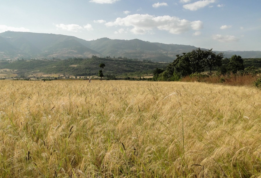 When is the crop ready to cut?