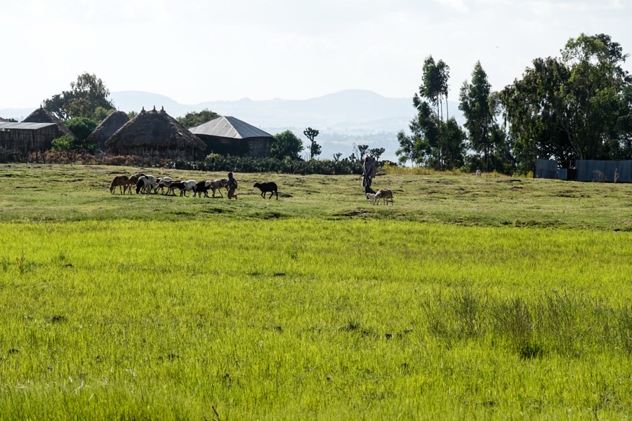 A dense bright green teff crop filling the foreground of a field in Oromia, Ethiopia, with very fine grass-like stems, and a village of thatched round houses with grazing animals and a shepherd on the rise behind.