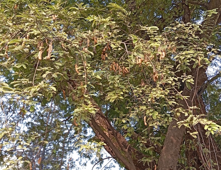 What do the pods look like on the tree as they ripen?