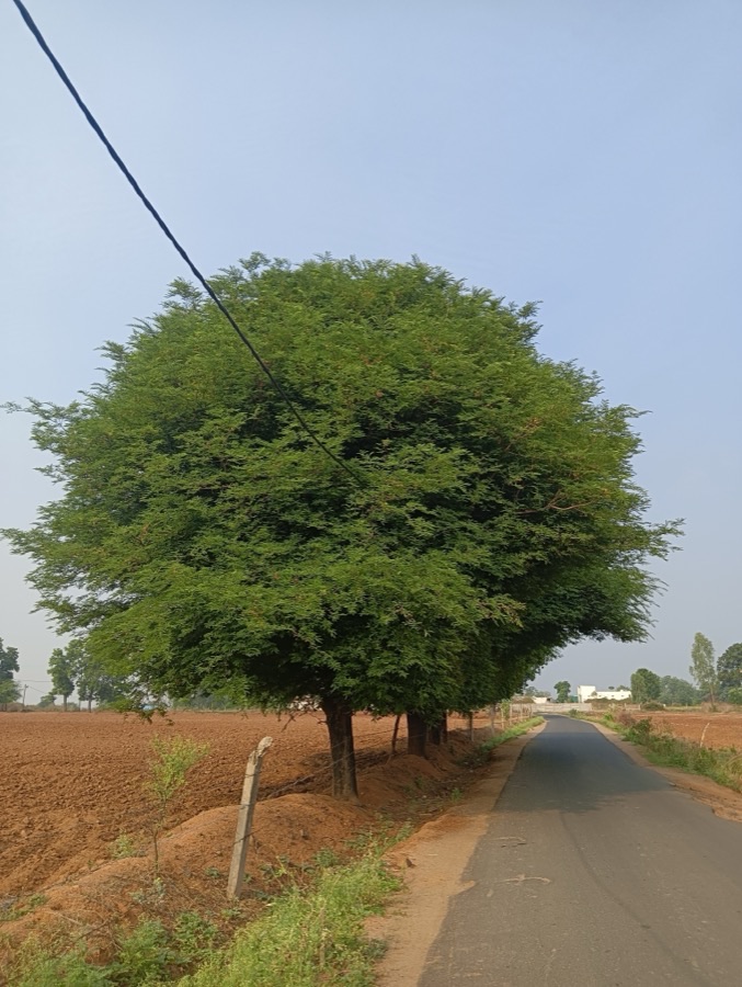 A large spreading tamarind tree with a dense rounded crown of fine feathery foliage standing alone on the border of a cultivated field in Chhindwara, India.