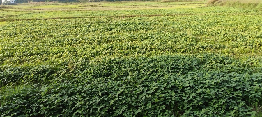 A low spreading black gram crop covering a flat field in Karnataka, its broad green leaves closing over the ground, with pale rice stubble visible in the strips beyond it.