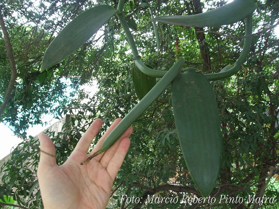 What is this long green pod, and why does it not smell of vanilla?