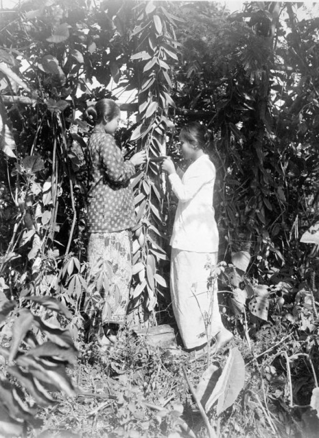 A historical black and white photograph of two women standing at a vanilla vine trained up a support tree, working closely with their hands on individual flowers at chest height among thick fleshy leaves.