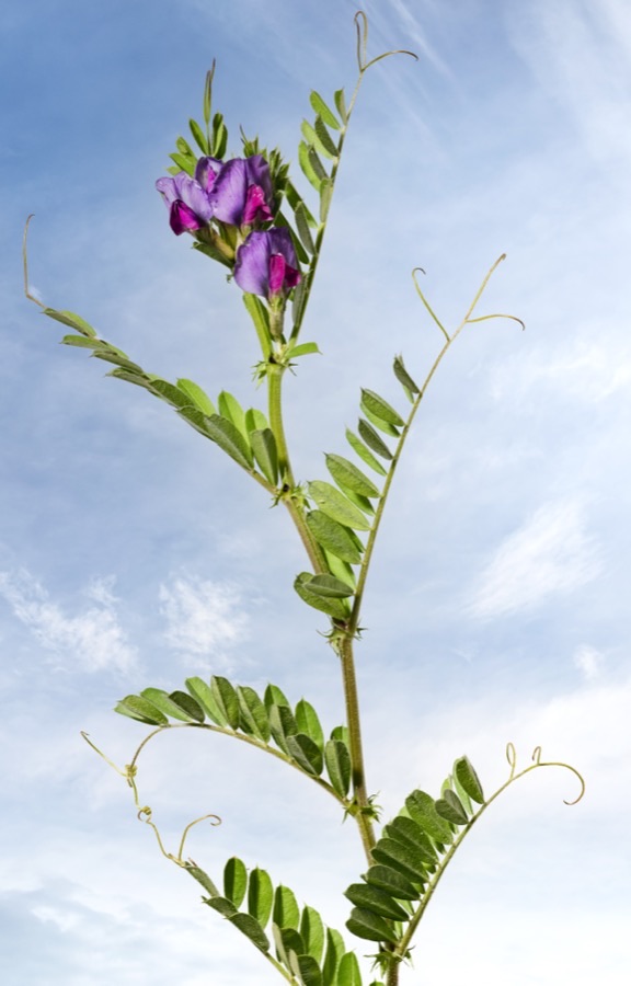 A common vetch plant against a pale blue sky, its thin stems carrying leaves made of several pairs of small leaflets with curly tendrils at their tips, and a cluster of bright purple pea-shaped flowers at the top.