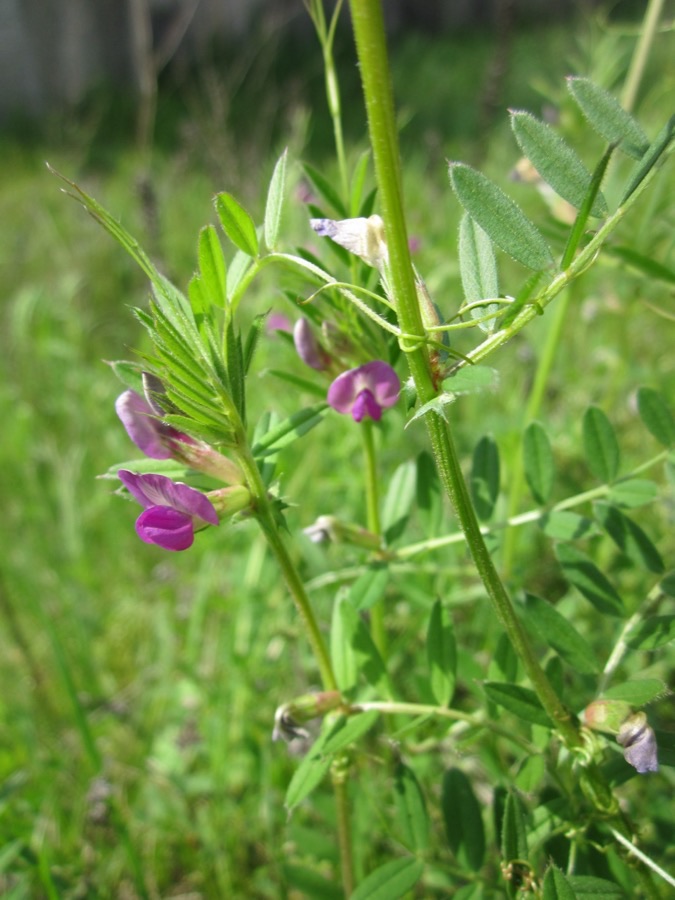 Why is this crop growing tangled up in grass and cereal instead of in a clean field of its own?