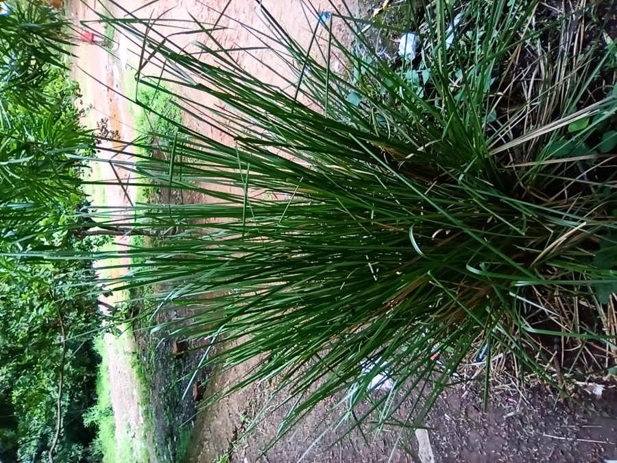 A dense upright clump of stiff narrow vetiver leaves growing from a single crown.