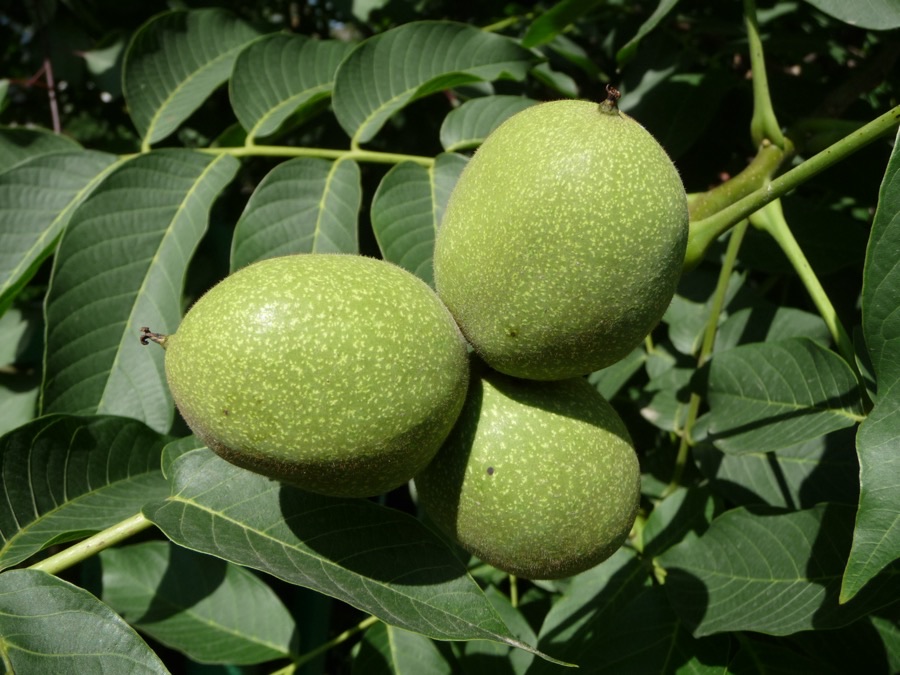 Three green walnut fruits growing together at the end of a shoot, their smooth green skins flecked with tiny pale dots, surrounded by large walnut leaves made of several smooth-edged leaflets in pairs along a central stalk.