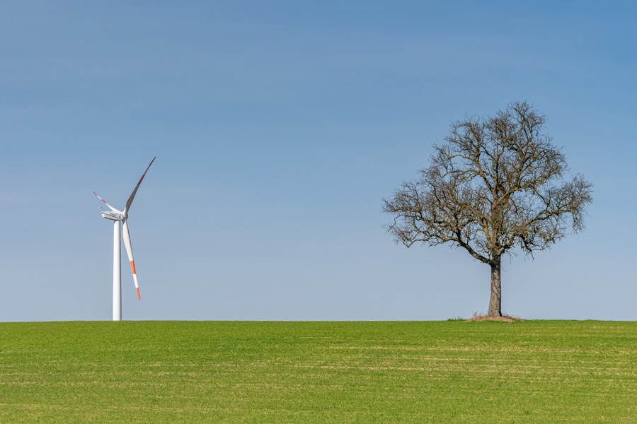 Why is this tree standing on its own in the middle of a field with nothing around it?