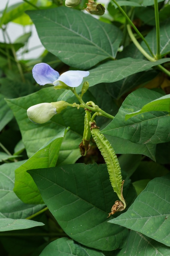 How big does the whole plant get, and what support does it need?