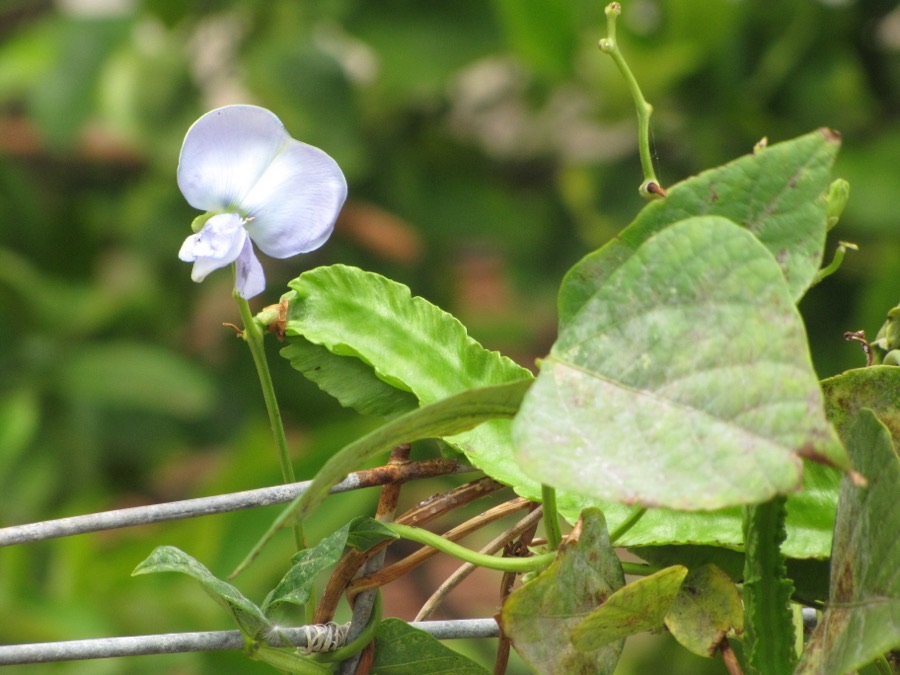 What do the flowers look like, and when should they appear?