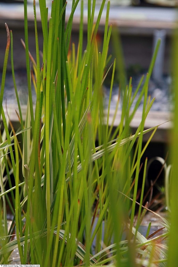 A dense stand of upright green tube-like water chestnut stems growing from shallow water.