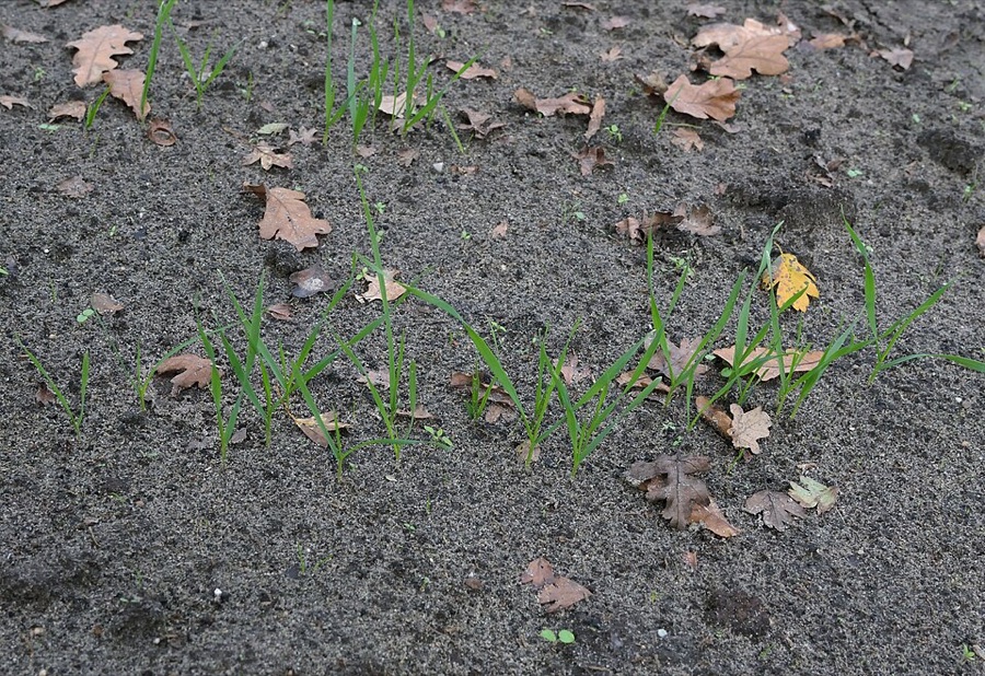 Young green wheat seedlings coming up in rows in a field.
